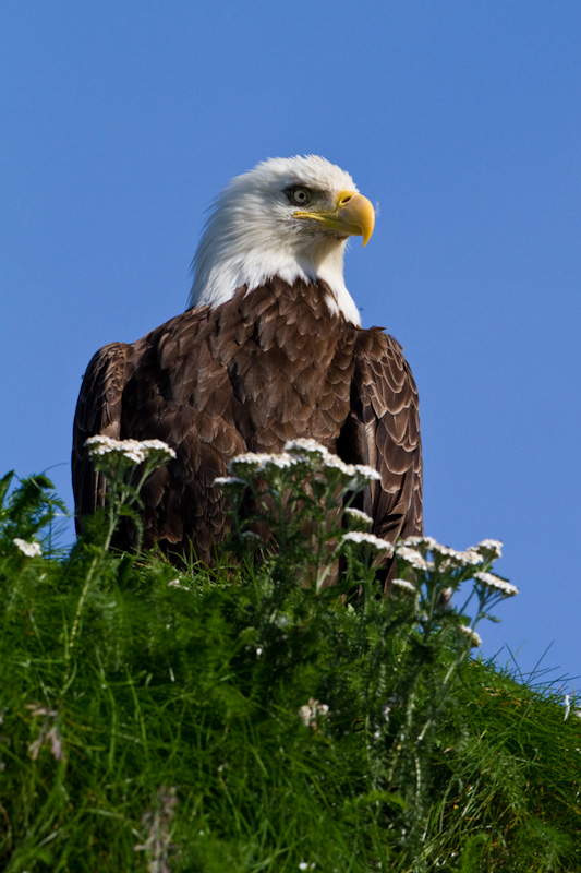 Bald Eagle